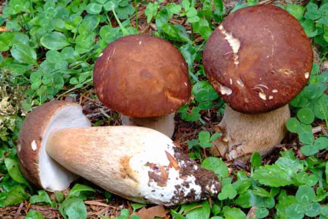 funghi